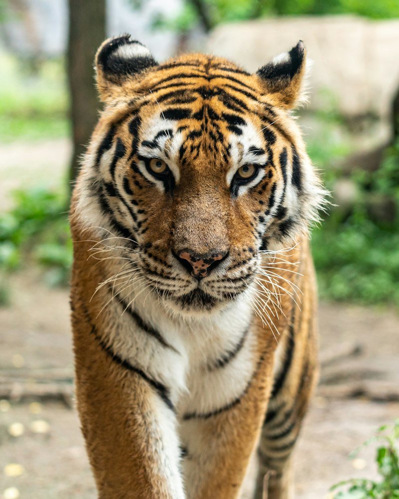 Ranthambore Tiger Safari 3N/4D Tour - Royal Bengal Tiger ERTHolidays